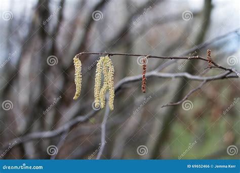 Catkins stock photo. Image of buds, railings, flowers - 69652466