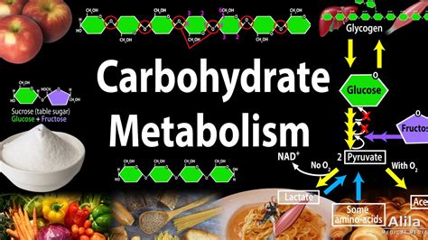 Carbohydrate Structure and Metabolism, an Overview, Animation. - YouTube