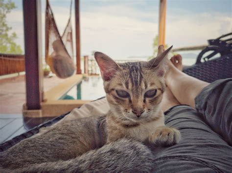 We took our cats on a beach vacation. Here’s what happened. - The Washington Post