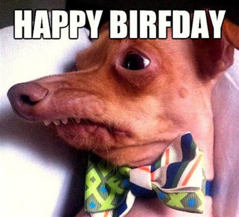 Happy Birthday Dog Meme Funny | Images and Photos finder