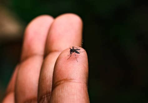 Dengue sigue a la alza; ya son 466 casos en Yucatán – Haz Ruido