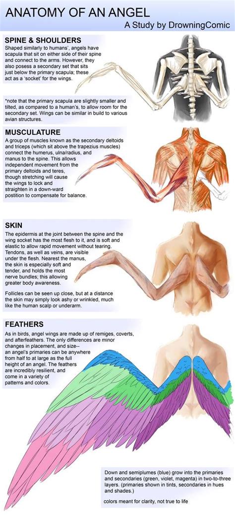 Anatomy Of An Angel by DCRoleplays on DeviantArt | Wings drawing, Wing anatomy, Art reference poses