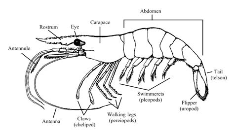 Index of /images/shrimp/anatomy