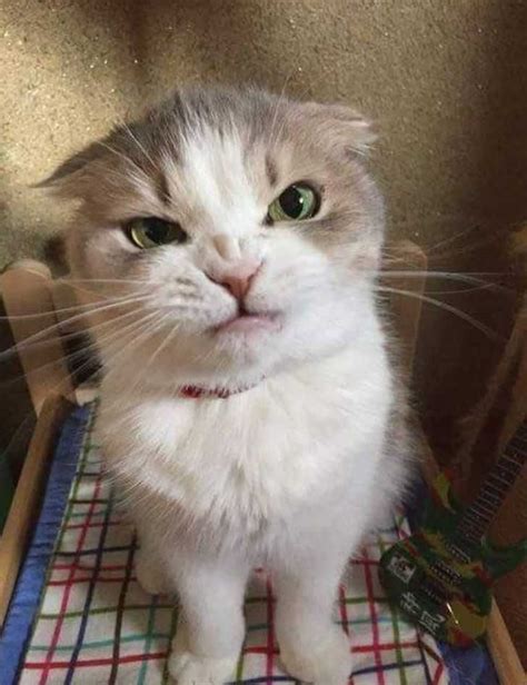 Angry Cat Meme Face