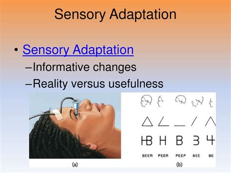 PPT - Unit 4: Sensation and Perception PowerPoint Presentation, free download - ID:6345283