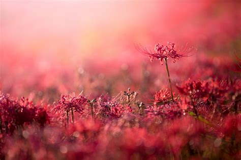 sunlight, depth of field, sunset, flowers, nature, red, grass, sky, plants, field, morning, red ...