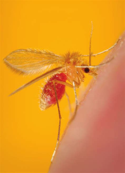 9 Female Phlebotomus papatasi sandfly (Photo courtesy of CDC/Frank... | Download Scientific Diagram