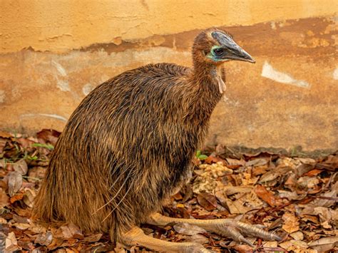 Dwarf Cassowary Bird Facts (Casuarius bennetti) | Birdfact