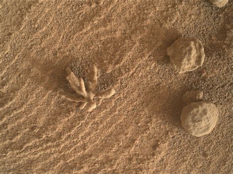 NASA Curiosity Rover Spots Strange Flower-Like Structure on Mars ...