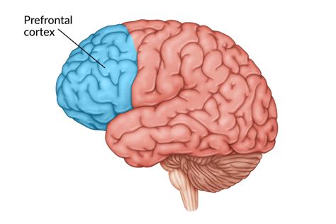 Prefrontal Cortex Function