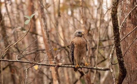 Halcón de hombros rojos Buteo lineatus caza presas en el santuario del ...