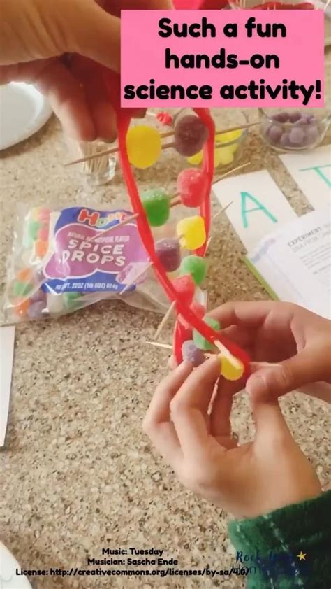 Hands- on Science Fun: Learning About DNA with Candy! | Human body science projects, Middle ...