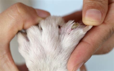 7 Steps To Remove Ticks Correctly From Your Pet | Greenwich Veterinary Center