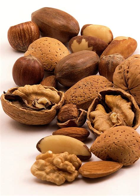 Tree Nuts Photograph by Sheila Terry/science Photo Library | Pixels