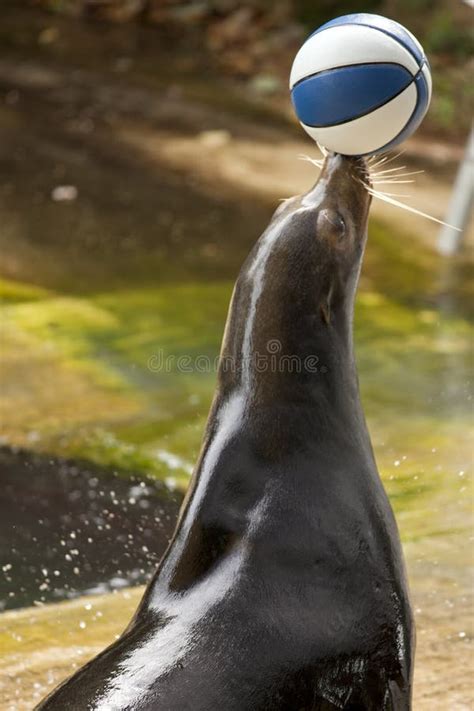 California Sea Lion (Zalophus Californianus) Balancing a Ball Stock Image - Image of zalophus ...