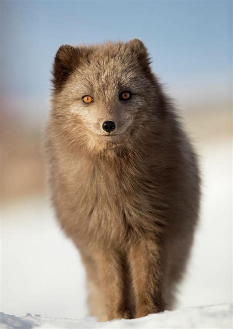 Arctic Fox Spring Coat