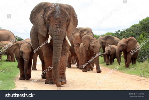 Female Matriarch Elephant Mother Leads Her Stock Photo 374375740 | Shutterstock