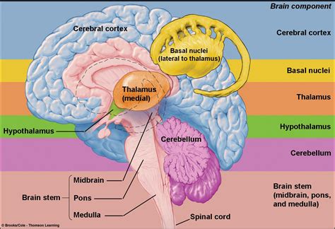 VASTRAL PHYSIOTHERAPY CLINIC: Cerebellar ataxia : ( Cerebellar Syndrome ) : Detail And ...