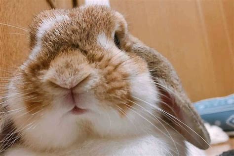 Why Does A Rabbit’s Nose Twitch?