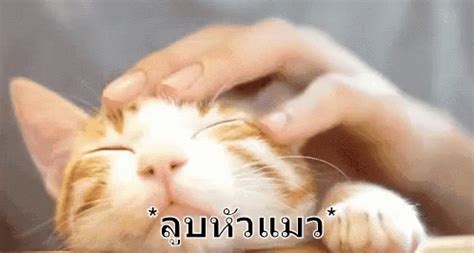 ลูบหัวแมว เล่นกับแมว โอ๋ GIF - Rub Cat Head Rubs Cat Head Rubbing Cat Head - Discover & Share GIFs