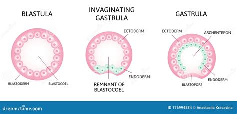 The Process of Gastrulation. Remnant of Blastocoel, Invaginating ...