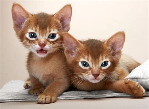 Blue Abyssinian Cats