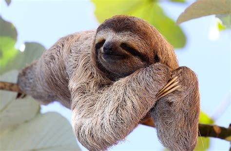 Sloths In The Amazon Rainforest - Rainforest Cruises