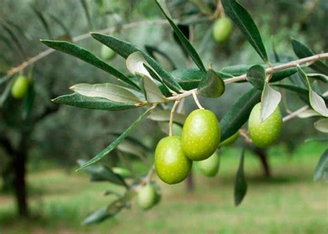 Iran’s annual olive oil production hits 11,600 tons - Tehran Times