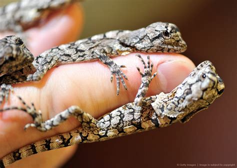 Image detail for -Frill-necked Lizards are presented at na | Galapagos tortoise, Pet lizards ...