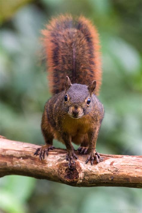 Sciurus granatensis / Red-tailed Squirrel / Ardilla real /… | Flickr