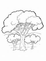 Oak coloring Pages sketch template