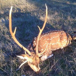 Chital deer hunting | Ultimate Hunting Austalia