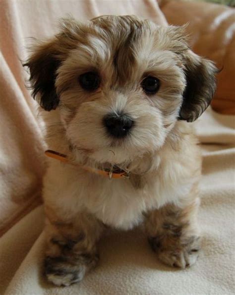 Bichon Havanese probably one of the cutest things I've ever seen. Yup ...