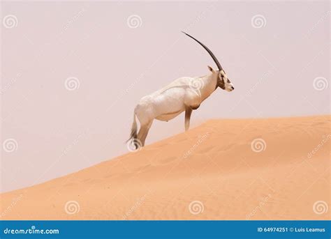 An Oryx in a Conservation Area in the Dubai Desert - UAE Stock Image - Image of conservation ...