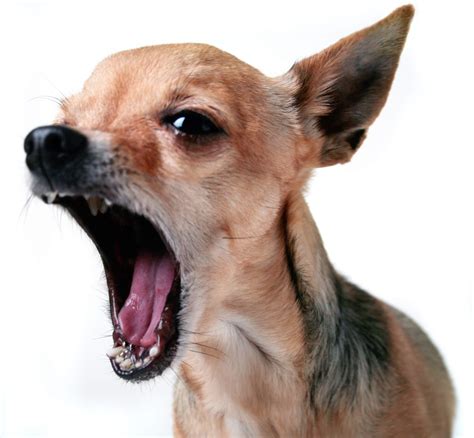 Why Do Chihuahuas Bark So Much? (+ 12 Tips)