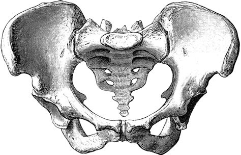 Female Pelvis | ClipArt ETC | Anatomy drawing, Anatomy art, Bone drawing