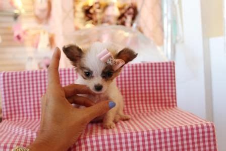 ♥♥♥ Teacup Papillon! ♥♥♥ Bring This Perfect Baby Home Today! Call 954-353-7864 www.TeacupPuppies ...