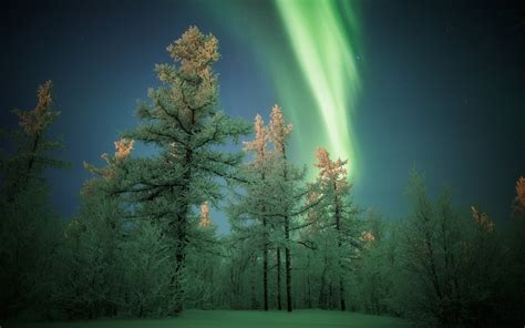 Download Snow Winter Tree Forest Nature Aurora Borealis HD Wallpaper