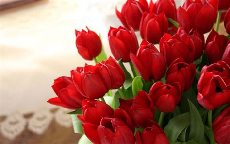 Red Tulips Desktop Wallpapers - Amazing Picture Collection