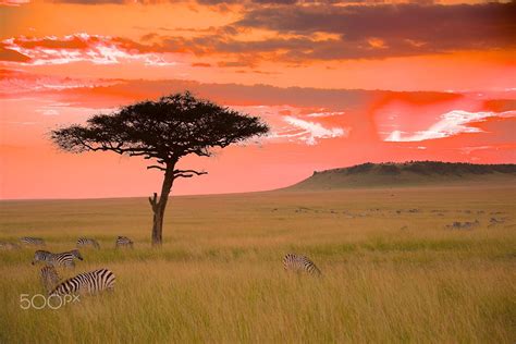 African Savanna Aesthetic - Pets Lovers