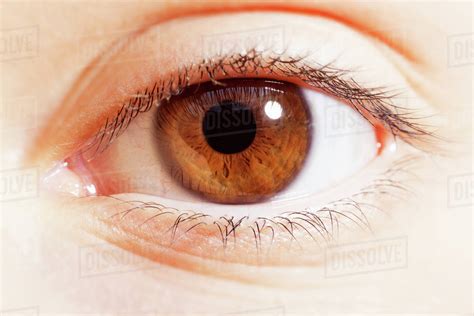 Extreme close up of brown eye - Stock Photo - Dissolve