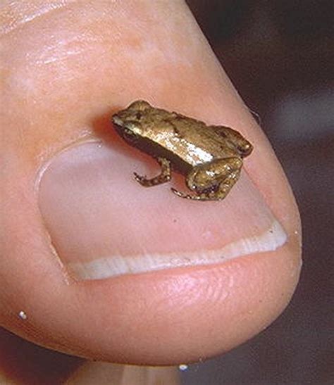 Gardiner’s Seychelles frog is one of the world’s smallest frog species, with adults reaching the ...