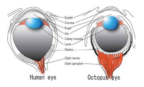 Cephalove: The Octopus Visual System