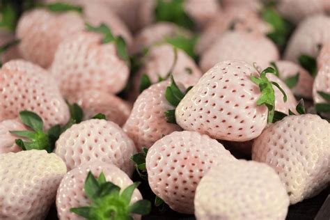 White Strawberries: Everything you need to know - Fine Dining Lovers