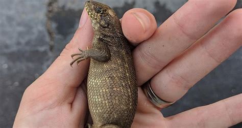 Long Tailed Lizards As Pets