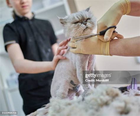 96 Persian Cat Grooming Stock Photos, High-Res Pictures, and Images - Getty Images