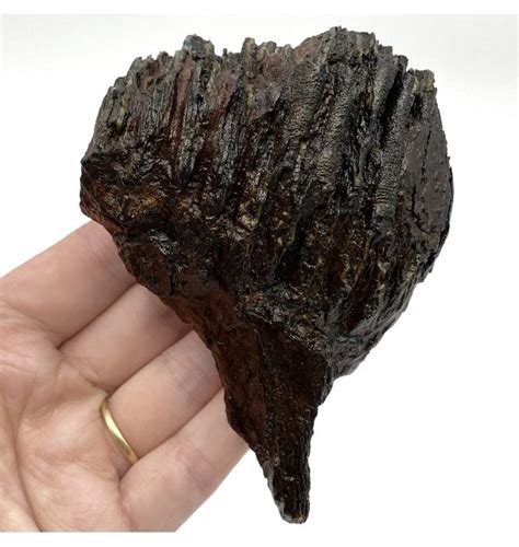 Fossils For Sale | Fossils-UK.com | Columbian Mammoth Tooth from ...