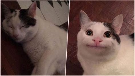 10+ Polite Cat Meme Origin - FWDMY