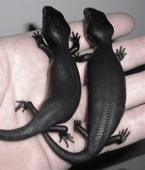 melanistic Eastern Blue Tongue Skinks (Tiliqua s. scincoides) | Melanistic, Melanistic animals ...