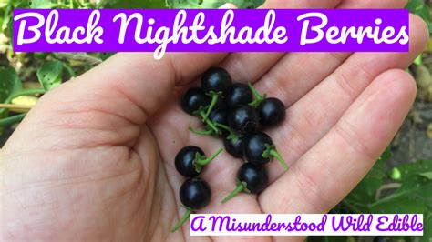 Black Nightshade Berries: A Misunderstood Wild Edible — Four Season ...